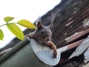 squirrel-451009_640